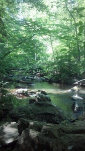 Stream in the Prince William Forest
